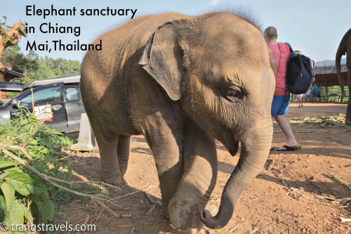 Elephant sanctuary in Chiang Mai,Thailand