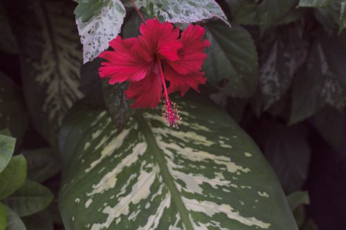 Bali flower